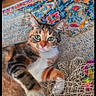 cat, calico_cat, green_eyes, whiskers, ears, paws, fur, white_chest, orange_fur, black_fur, tricolor, lying_down, indoor, rug, patterned_rug, colorful, tangled_fabric, relaxed, pet, portrait