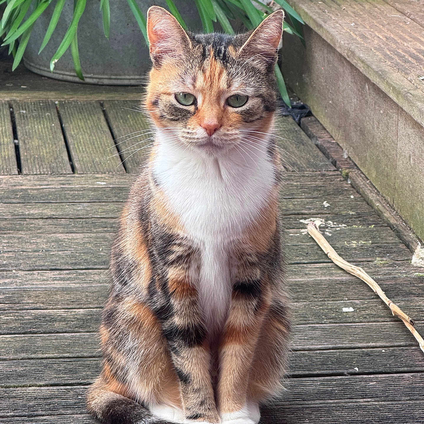 Suna a rejoint le concours — aidez-le/la à gagner de superbes lots ! cat, calico_cat, animal, pet, sitting, outdoor, garden, wooden_deck, plants, greenery, portrait, whiskers, ears, fur, tricolor, white_chest, tail, eyes, paving, natural_light