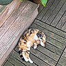 Suna participe au concours pour gagner de l'argent avec cette photo : animal_photography, black_fur, calico_cat, cat, cute, feline, fur, garden, lying_down, orange_fur, outdoor, paw, pet, playful, potted_plants, relaxed, sleeping, whiskers, white_fur, wooden_deck