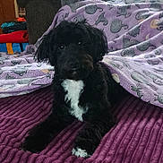 Sylvester is registered to the contest to win money with this photo: animal, black_dog, blanket, calm, cat_pattern, comfort, cozy, cute, dog, fleece, fur, home, indoor, laying, mammal, pet, portrait, purple_blanket, resting, white_chest
