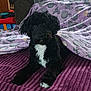 animal, black_dog, blanket, calm, cat_pattern, comfort, cozy, cute, dog, fleece, fur, home, indoor, laying, mammal, pet, portrait, purple_blanket, resting, white_chest