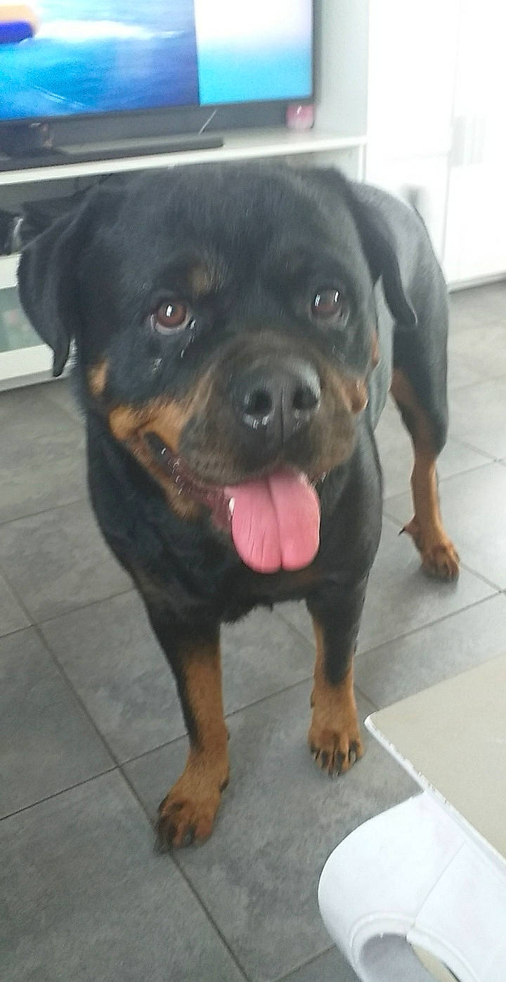 Lyria participe au concours pour gagner de l'argent avec cette photo : art, canidae, carnivore, companion_dog, dog, dog_breed, fawn, flooring, foot, fur, guard_dog, molosser, paw, rottweiler, snout, sporting_group, terrestrial_animal, working_animal, working_dog