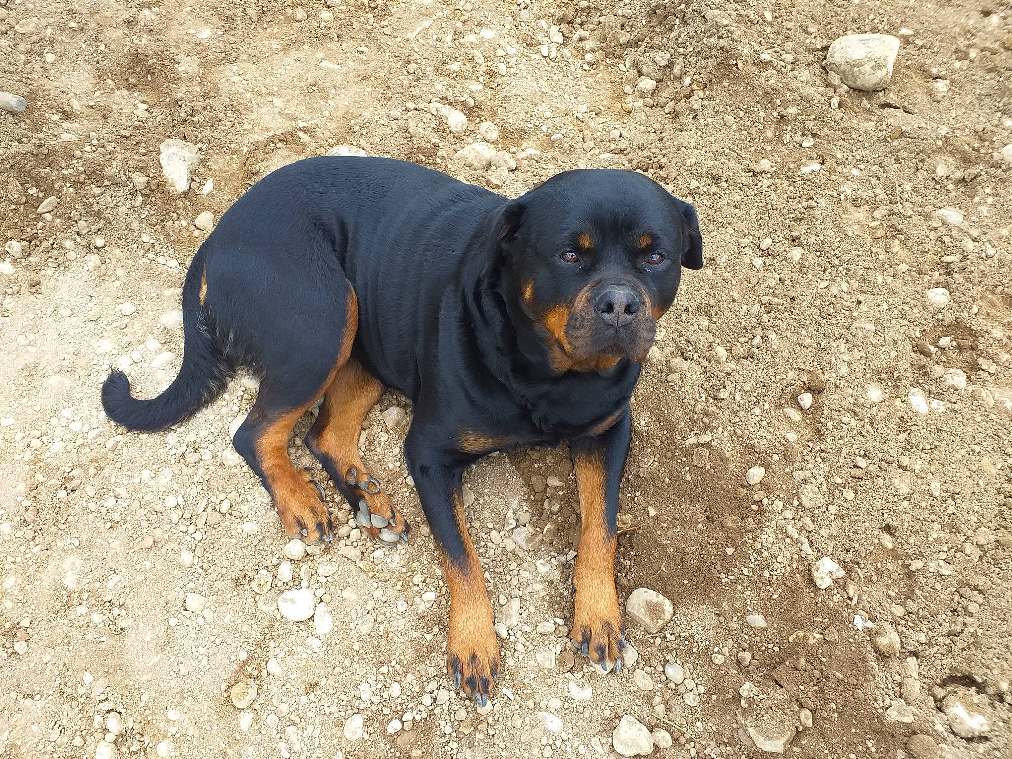 Lyria a rejoint le concours — aidez-le/la à gagner de superbes lots ! beaglier, canidae, carlin_pinscher, carnivore, companion_dog, dog, dog_breed, hound, hunting_dog, rottweiler, sporting_group, tail, terrestrial_animal, working_animal, working_dog