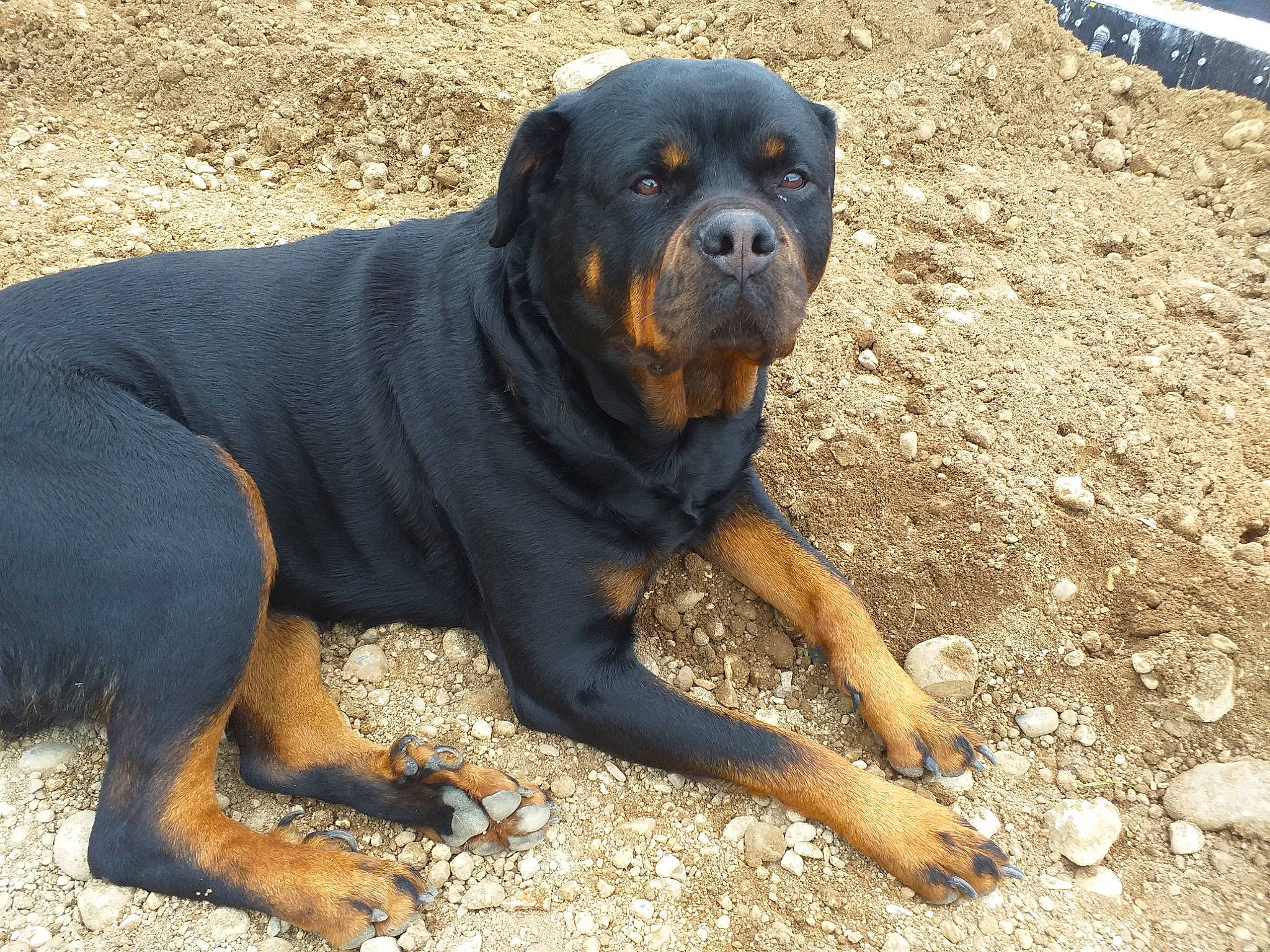 Lyria a rejoint le concours — aidez-le/la à gagner de superbes lots ! beaglier, carlin_pinscher, carnivore, companion_dog, dog, dog_breed, fawn, guard_dog, hunting_dog, molosser, plant, rottweiler, snout, sporting_group, working_animal, working_dog