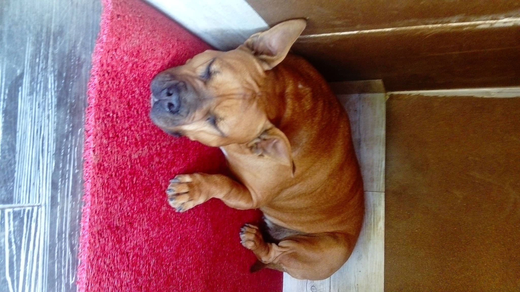 Helka a rejoint le concours — aidez-le/la à gagner de superbes lots ! biting, bulldog, canidae, carnivore, comfort, companion_dog, dog, dog_breed, dog_collar, ear, hardwood, liver, molosser, sporting_group, tail, toy_dog, whiskers, wood, working_animal, wrinkle