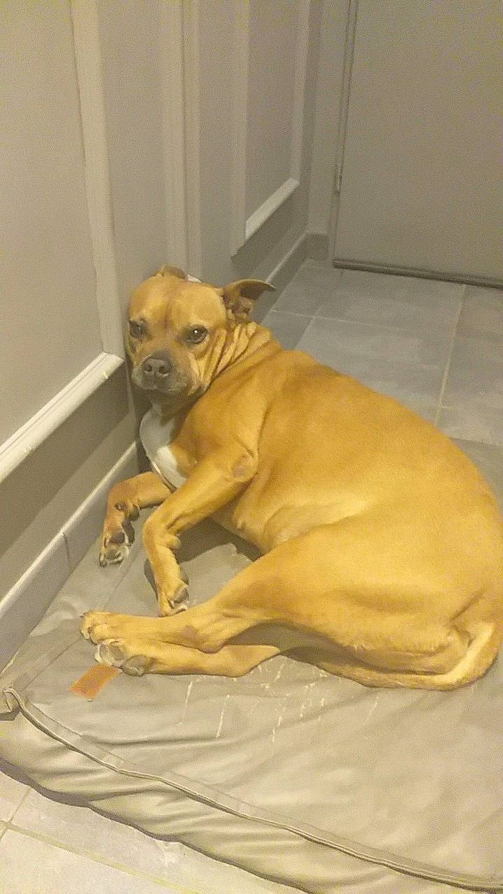 Helka a rejoint le concours — aidez-le/la à gagner de superbes lots ! canidae, carnivore, companion_dog, dog, dog_breed, dog_supply, door, fawn, flooring, hardwood, paw, pet_supply, snout, sporting_group, tail, terrestrial_animal, toy_dog, whiskers, wood, working_animal