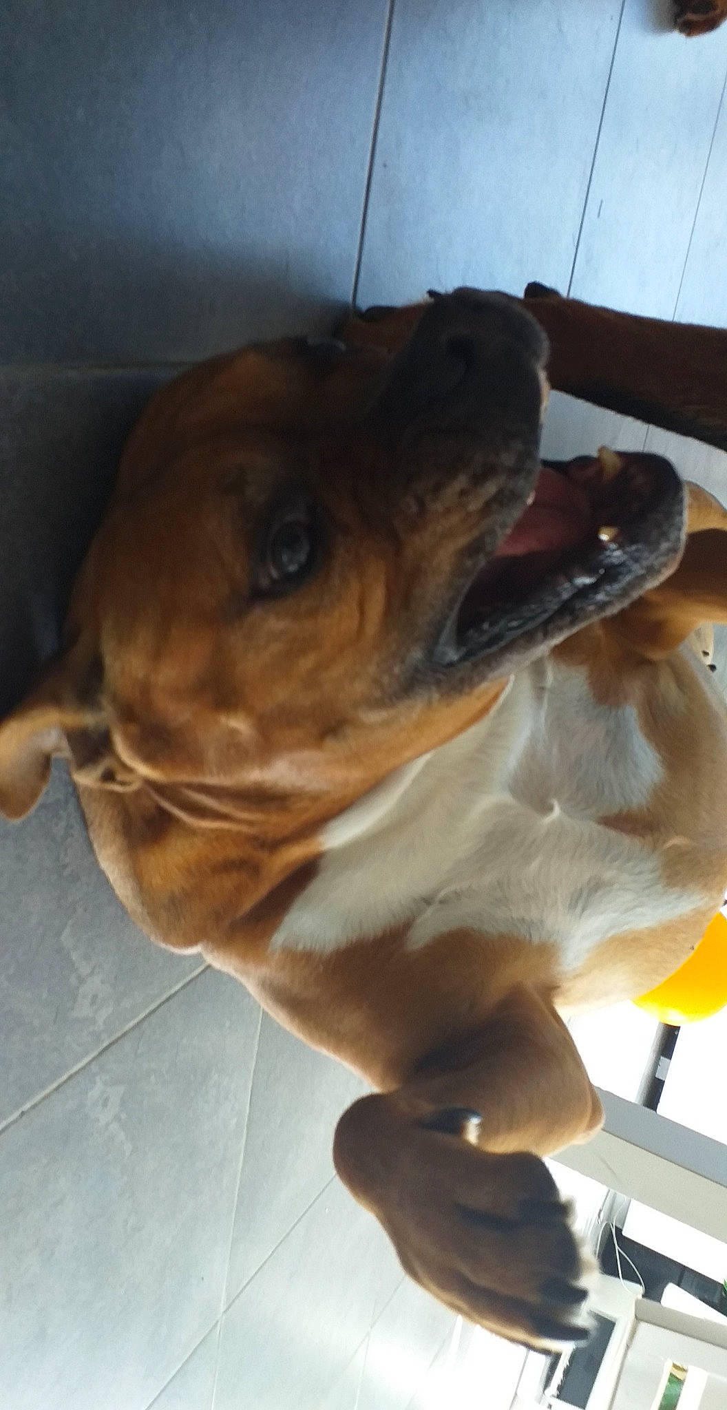 Helka a rejoint le concours — aidez-le/la à gagner de superbes lots ! canidae, carnivore, collar, companion_dog, dog, dog_breed, dog_collar, ear, fawn, guard_dog, hound, liver, paw, pet_supply, snout, sporting_group, whiskers, working_animal, working_dog, wrinkle