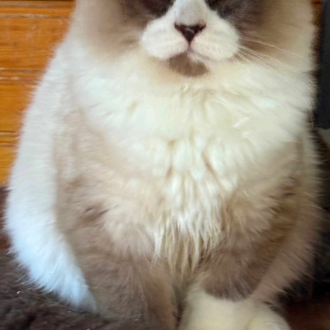 Seven-Eleven is registered to the contest to win money with this photo: animal, blue_eyes, calm, cat, closeup, cute, domestic, ears, face, feline, fluffy, fur, indoor, paws, pet, portrait, sitting, tail, whiskers, wooden_floor