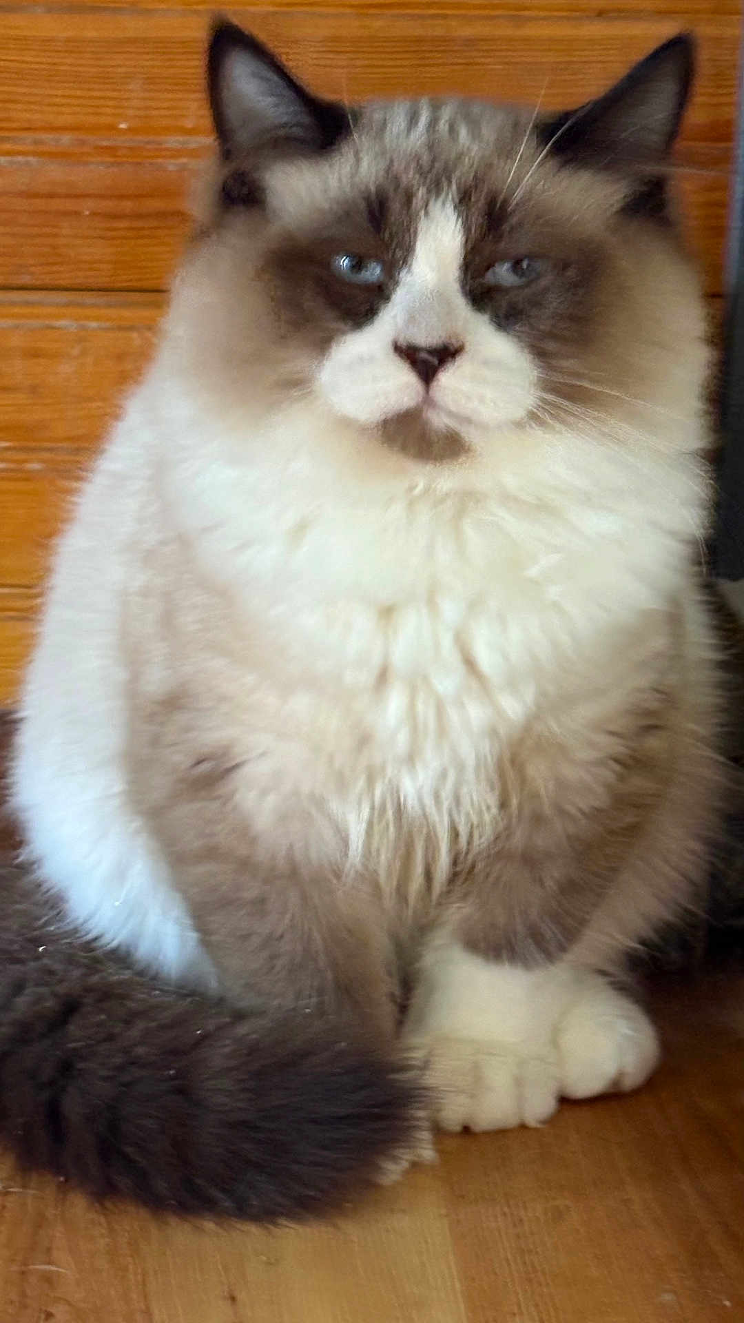 Seven-Eleven is registered to the contest to win money with this photo: cat, fluffy, blue_eyes, sitting, indoor, wooden_floor, tail, fur, pet, animal, portrait, domestic, feline, closeup, face, whiskers, ears, paws, cute, calm