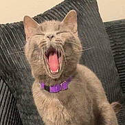 Stubby is registered to the contest to win money with this photo: cat, gray_cat, yawning, pet, collar, purple_collar, indoor, couch, furniture, cozy, feline, whiskers, mouth_open, sleepy, domestic_cat, animal, mammal, cute, relaxed, home