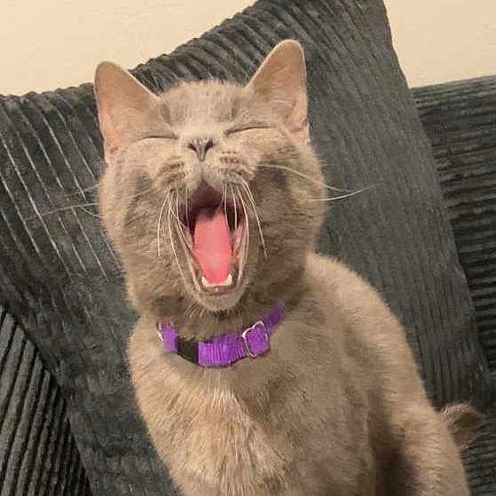 Stubby is registered to the contest to win money with this photo: cat, gray_cat, yawning, pet, collar, purple_collar, indoor, couch, furniture, cozy, feline, whiskers, mouth_open, sleepy, domestic_cat, animal, mammal, cute, relaxed, home