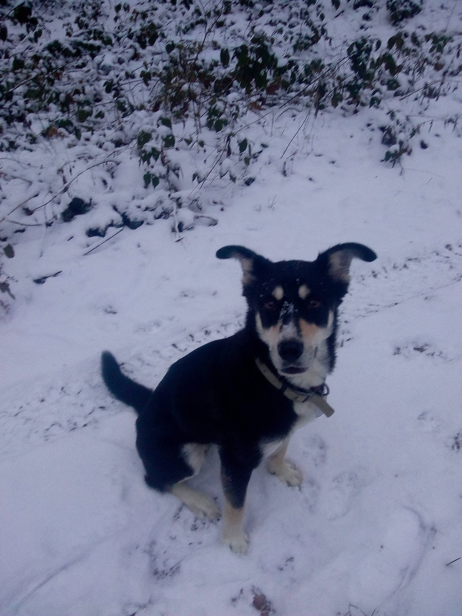 Vodka participe au concours pour gagner de l'argent avec cette photo : canidae, carnivore, dog, dog_breed, lapponian_herder, mammal, rare_breed_dog, siberian_husky, snow, sporting_group, winter, working_dog