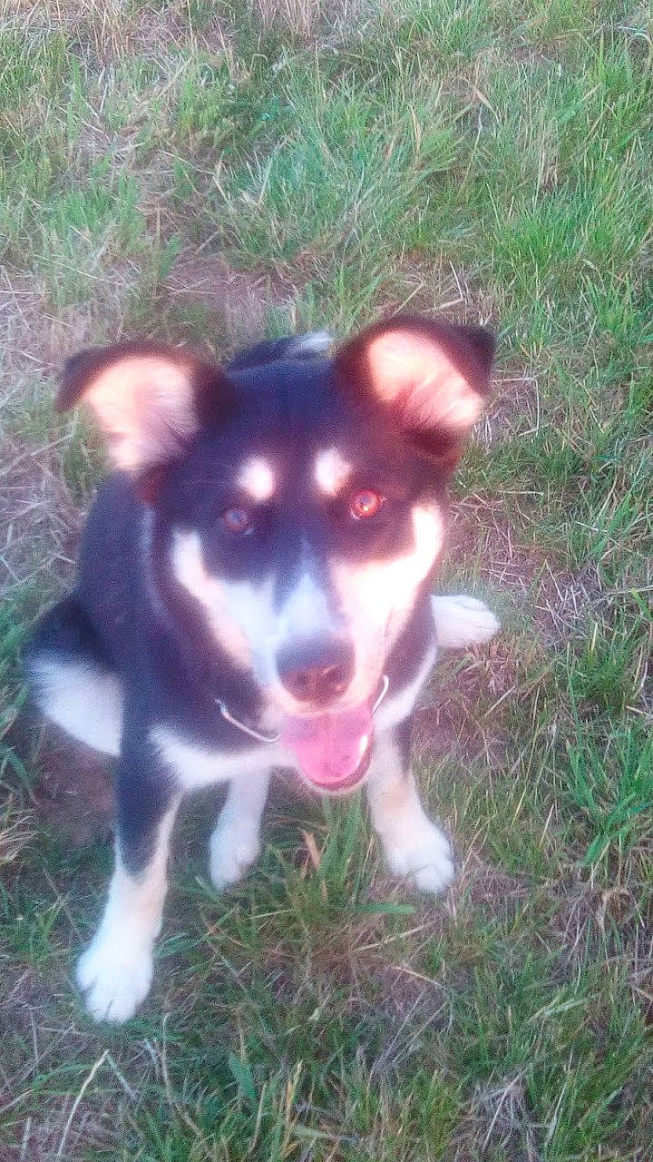 Vodka participe au concours pour gagner de l'argent avec cette photo : border_collie, canidae, carnivore, dog, dog_breed, herding_dog, labrador_husky, mammal, nose, puppy, siberian_husky, smooth_fox_terrier, vertebrate, working_dog