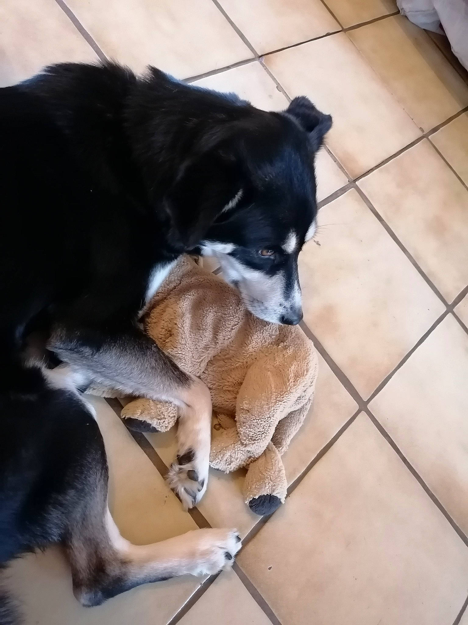 Vodka a rejoint le concours — aidez-le/la à gagner de superbes lots ! border_collie, canidae, carnivore, dog, dog_breed, puppy, siberian_husky, snout, sporting_group, tail