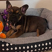Rocko is registered to the contest to win money with this photo: puppy, dog, pet, animal, portrait, lying_down, sitting, fluffy_bed, dog_bed, stuffed_toy, orange_toy, gray_blanket, indoor, home, cozy, cute, brown_fur, black_fur, large_ears, playful