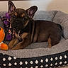 puppy, dog, pet, animal, portrait, lying_down, sitting, fluffy_bed, dog_bed, stuffed_toy, orange_toy, gray_blanket, indoor, home, cozy, cute, brown_fur, black_fur, large_ears, playful