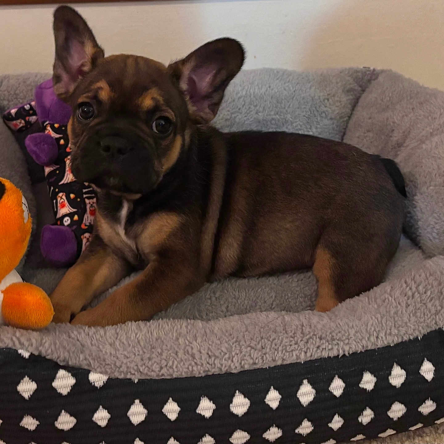 Rocko is registered to the contest to win money with this photo: puppy, dog, pet, animal, portrait, lying_down, sitting, fluffy_bed, dog_bed, stuffed_toy, orange_toy, gray_blanket, indoor, home, cozy, cute, brown_fur, black_fur, large_ears, playful