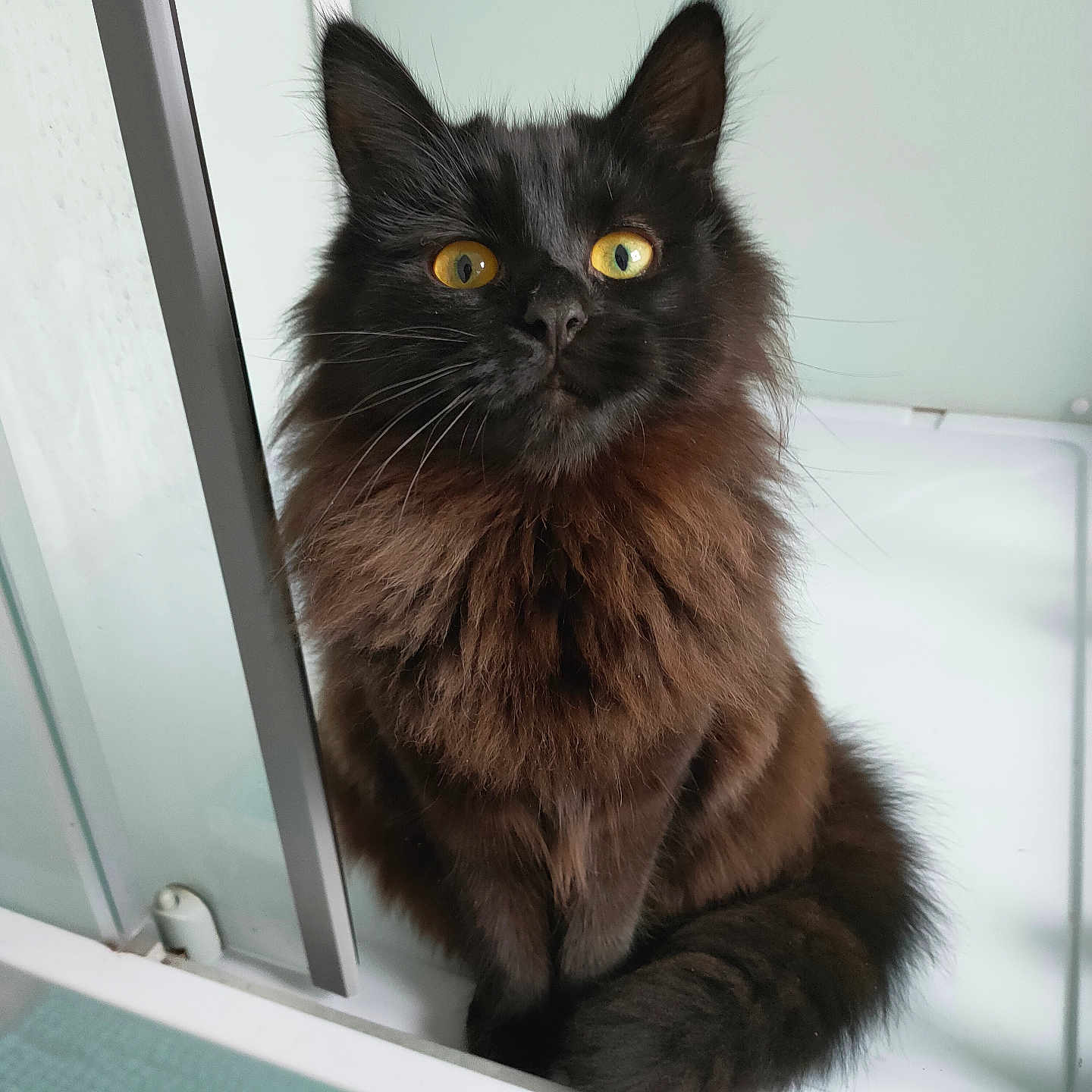 Kiara a rejoint le concours — aidez-le/la à gagner de superbes lots ! abyssinian, angora, animal, blackcat, cat, kitten, manx, pet, sink, window, windowsill