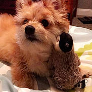 Murry joined the competition — help win amazing prizes! cairn_terrier, carnivoran, companion_dog, dog, dog_breed, dog_breed_group, dog_crossbreeds, dog_like_mammal, fur, havanese, morkie, norwich_terrier, puppy, puppy_love, rare_breed_dog, schnoodle, small_terrier, snout, terrier, west_highland_white_terrier
