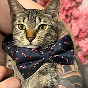 Aïko participe au concours pour gagner de l'argent avec cette photo : cat, tabby_cat, bow_tie, accessory, pet, animal, portrait, close_up, yellow_eyes, whiskers, ears, paws, tattooed_arm, hand, holding, pink_flowers, indoor, fur, cute, relaxed