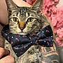 cat, tabby_cat, bow_tie, accessory, pet, animal, portrait, close_up, yellow_eyes, whiskers, ears, paws, tattooed_arm, hand, holding, pink_flowers, indoor, fur, cute, relaxed