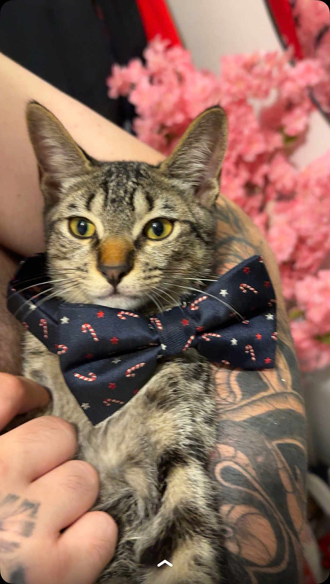 Aïko participe au concours pour gagner de l'argent avec cette photo : cat, tabby_cat, bow_tie, accessory, pet, animal, portrait, close_up, yellow_eyes, whiskers, ears, paws, tattooed_arm, hand, holding, pink_flowers, indoor, fur, cute, relaxed