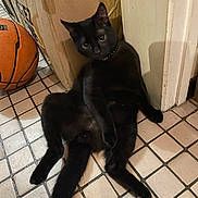 Hadès participe au concours pour gagner de l'argent avec cette photo : cat, black_cat, pet, indoor, sitting, tiled_floor, basketball, cardboard_box, doorframe, collar, whiskers, wide_eyes, relaxed, playful, shadow, paws, tail, corner, household, curious