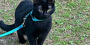 Hadès a rejoint le concours — aidez-le/la à gagner de superbes lots ! black_cat, feline, pet, harness, leash, green_eyes, grass, outdoor, nature, portrait, whiskers, ears, paws, walking, curious, close_up, ground, summer, animal, garden