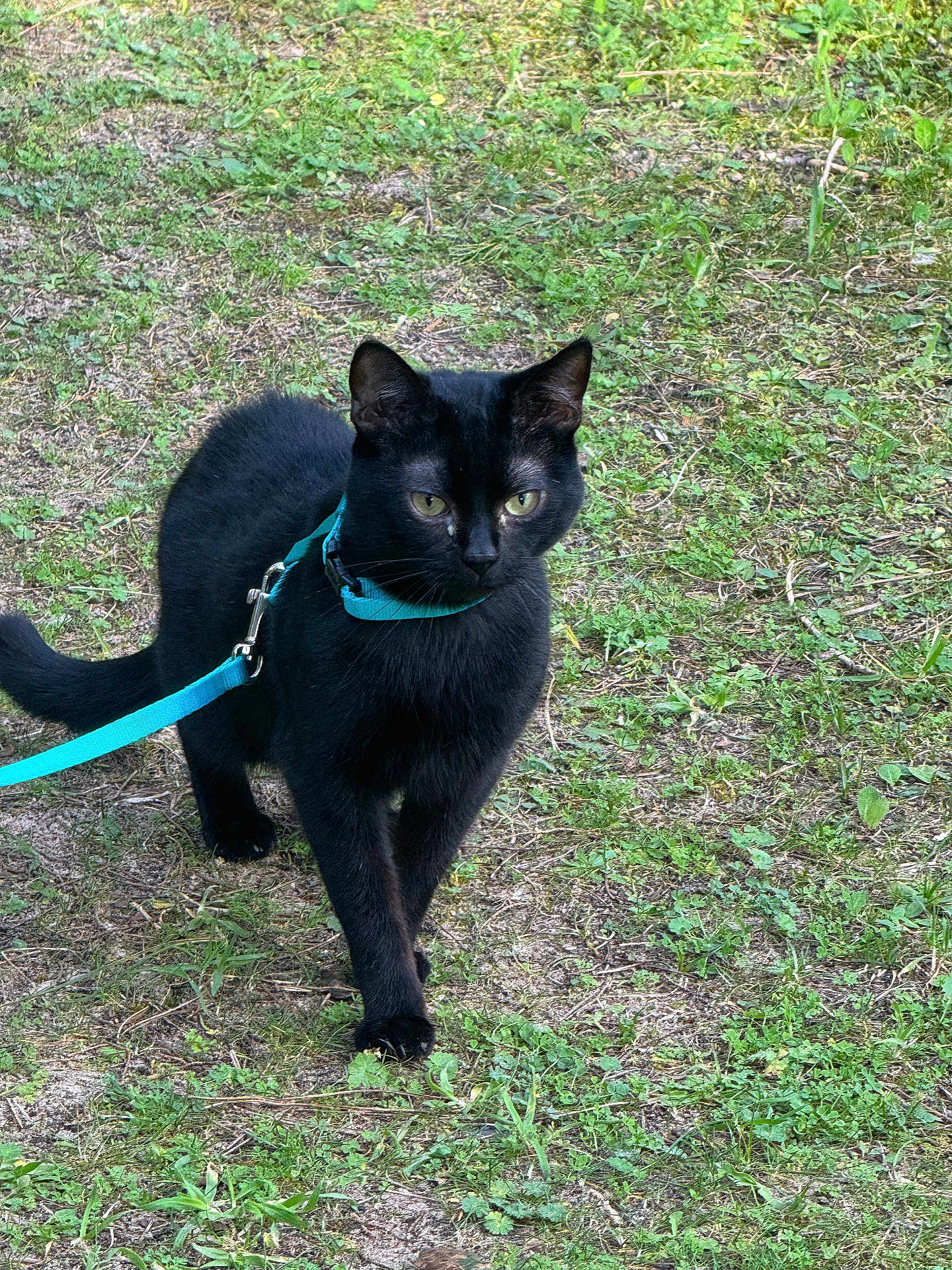 Hadès a rejoint le concours — aidez-le/la à gagner de superbes lots ! black_cat, feline, pet, harness, leash, green_eyes, grass, outdoor, nature, portrait, whiskers, ears, paws, walking, curious, close_up, ground, summer, animal, garden