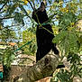 Hadès a rejoint le concours — aidez-le/la à gagner de superbes lots ! cat, black_cat, tree, branch, harness, leash, outdoor, foliage, leaves, nature, pet, perched, sunlight, shadow, climbing, backyard, trunk, collar, green, sky