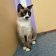 Toyo participe au concours pour gagner de l'argent avec cette photo : cat, siamese_cat, blue_eyes, white_paws, sitting, indoor, beige_wall, purple_trim, blue_floor, whiskers, portrait, fur, ears, close_up, corner, attentive, paws, pet, feline, floor_texture