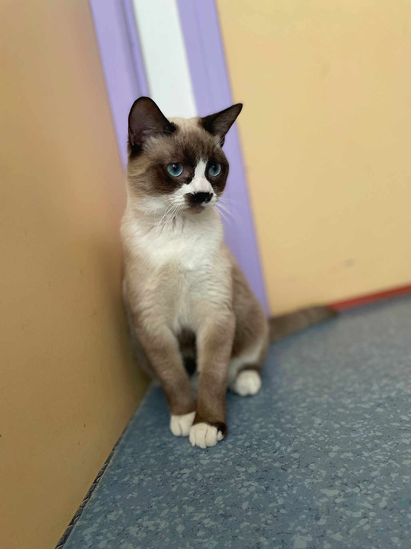 Toyo participe au concours pour gagner de l'argent avec cette photo : cat, siamese_cat, blue_eyes, white_paws, sitting, indoor, beige_wall, purple_trim, blue_floor, whiskers, portrait, fur, ears, close_up, corner, attentive, paws, pet, feline, floor_texture
