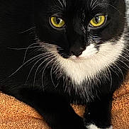 Salem is registered to the contest to win money with this photo: animal, black_fur, cat, close_up, cute, domestic_cat, feline, fur, indoor, orange_towel, paws, pet, portrait, relaxed, resting, soft_texture, tuxedo_cat, whiskers, white_fur, yellow_eyes