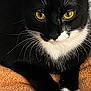 animal, black_fur, cat, close_up, cute, domestic_cat, feline, fur, indoor, orange_towel, paws, pet, portrait, relaxed, resting, soft_texture, tuxedo_cat, whiskers, white_fur, yellow_eyes