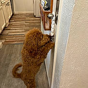Piper Cardenas is registered to the contest to win money with this photo: brown_dog, curious, curly_fur, dog, door, door_handle, flooring, fur, hind_legs, home, indoor, kitchen, knob, pet, rope_toy, standing, tail, wall, white_cabinets, wood_floor