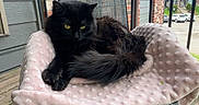 Jam joined the competition — help win amazing prizes! black_cat, cat, pet, animal, feline, yellow_eyes, fluffy, blanket, chair, outdoor, porch, wooden_floor, brick_wall, railing, window, building, daylight, relaxing, domestic_cat, resting