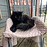 black_cat, cat, pet, animal, feline, yellow_eyes, fluffy, blanket, chair, outdoor, porch, wooden_floor, brick_wall, railing, window, building, daylight, relaxing, domestic_cat, resting