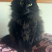 Jam is registered to the contest to win money with this photo: cat, black_cat, heterochromia, fluffy_fur, pet, indoor, blanket, mushroom_pattern, cozy, curious, animal, feline, portrait, sitting, domestic_cat, cute, whiskers, yellow_eye, green_eye, soft_fur