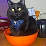 cat, black_cat, orange_bowl, harness, indoor, wooden_table, yellow_eyes, pet, feline, cozy, cute, glowing_eyes, purple_lights, decor, domestic_animal, tabletop, household_item, sitting, closeup, mystical