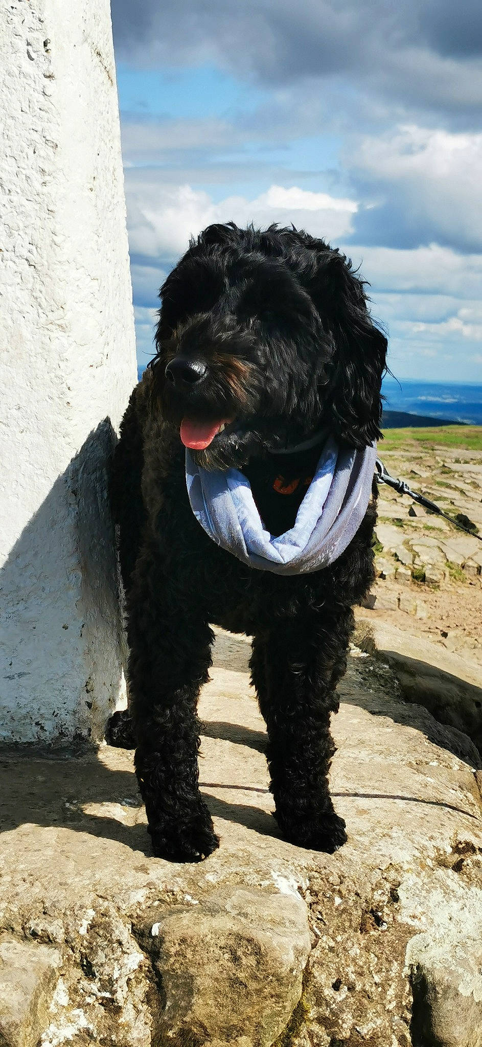 Mumble is registered to the contest to win money with this photo: canidae, carnivore, cloud, collar, companion_dog, dog, dog_breed, dog_collar, dog_supply, fur, giant_dog_breed, labradoodle, schnauzer, sky, snout, sporting_group, terrier, toy_dog, water_dog, working_dog