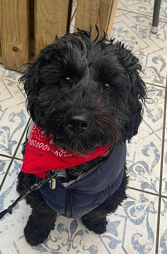 Mumble is registered to the contest to win money with this photo: canidae, carnivore, cockapoo, collar, companion_dog, dog, dog_breed, dog_collar, dog_supply, fur, labradoodle, maltepoo, non_sporting_group, schnauzer, small_terrier, snout, sporting_group, terrier, toy_dog, water_dog