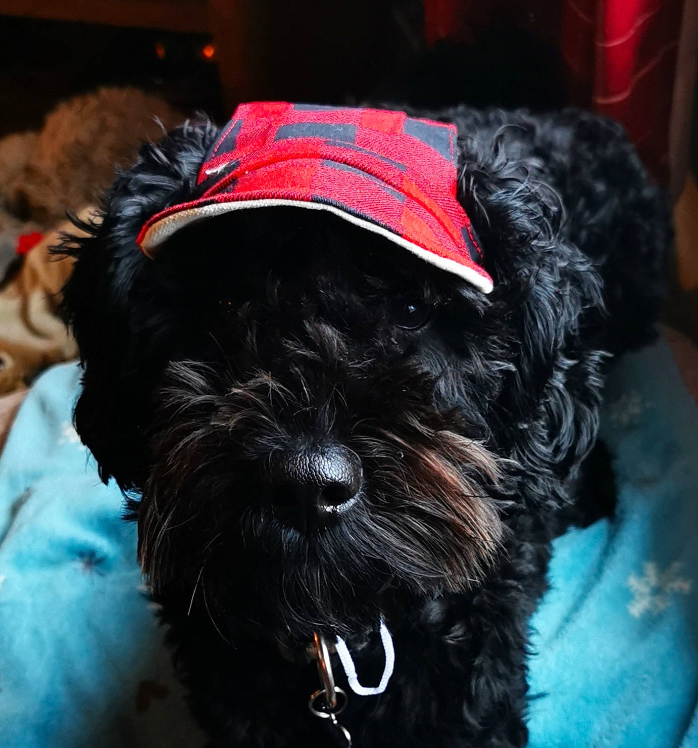 Mumble joined the competition — help win amazing prizes! canidae, carnivore, collar, companion_dog, dog, dog_breed, dog_collar, dog_supply, ear, fashion_accessory, fur, liver, pet_supply, small_terrier, snout, sporting_group, terrier, toy_dog, water_dog, working_animal