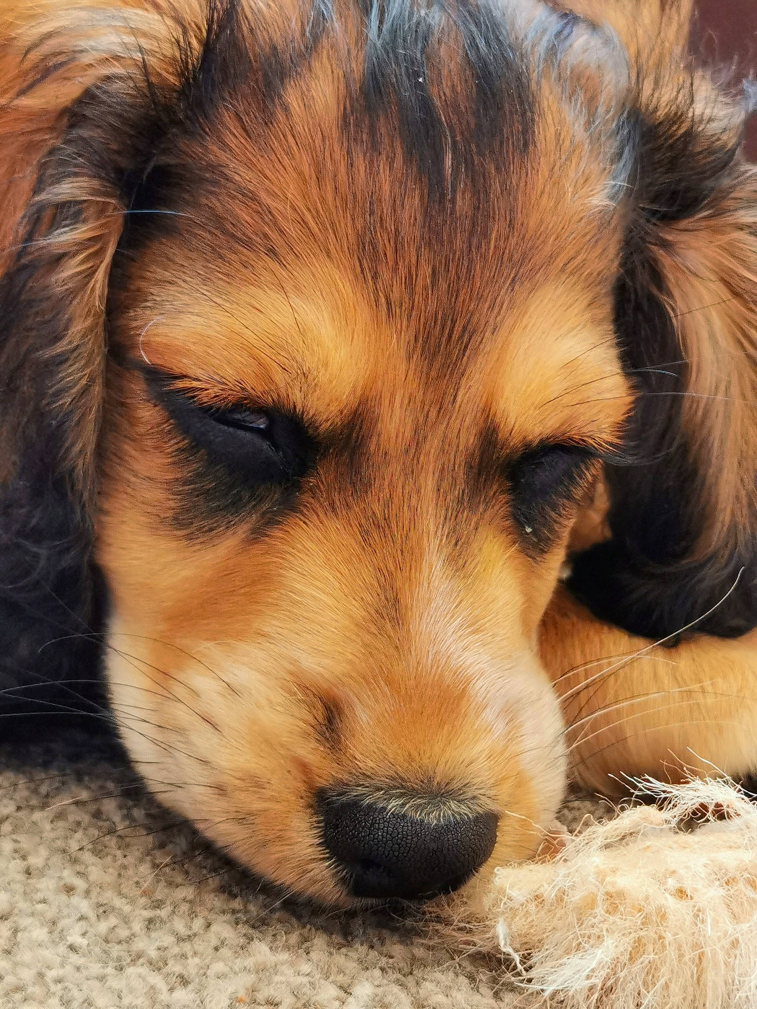 Autumn joined the competition — help win amazing prizes! canidae, carnivore, companion_dog, dog, dog_breed, ear, eye, fawn, fur, hair, head, paw, puppy, sleep, snout, sporting_group, street_dog, terrestrial_animal, whiskers, wildlife