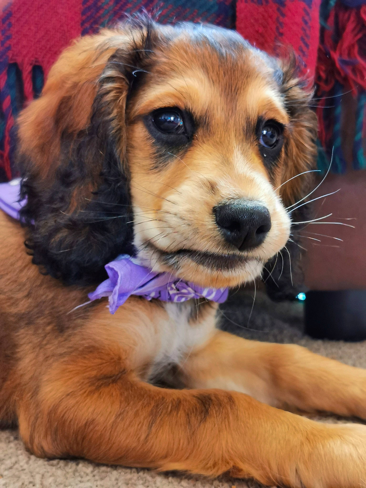 Autumn joined the competition — help win amazing prizes! ball, canidae, carnivore, collar, companion_dog, dog, dog_breed, dog_collar, dog_supply, fashion_accessory, fawn, fur, leash, liver, pet_supply, snout, sporting_group, toy_dog, whiskers, working_dog