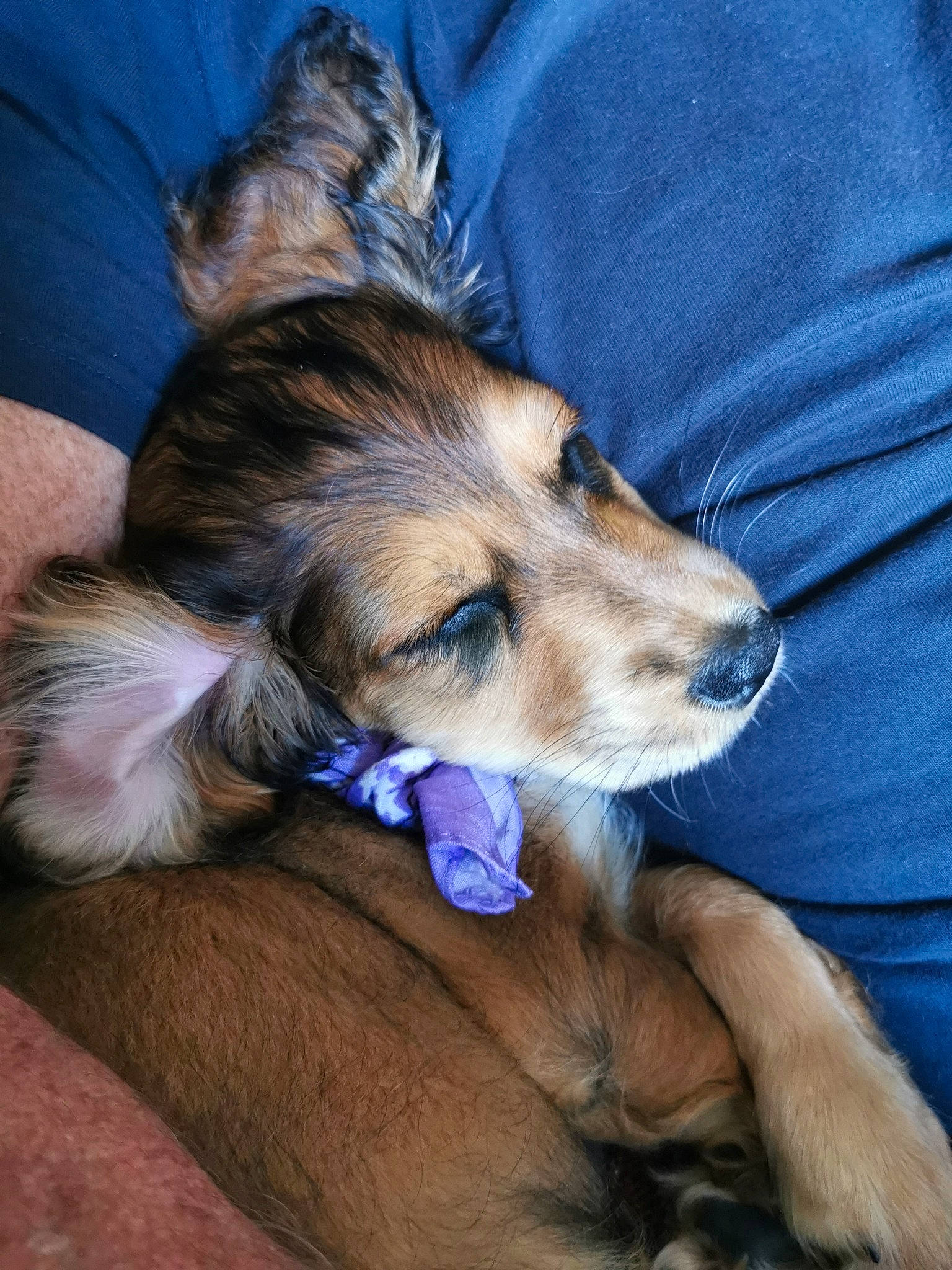 Autumn joined the competition — help win amazing prizes! canidae, carnivore, comfort, companion_dog, dog, dog_breed, electric_blue, fawn, fur, nap, paw, puppy, sleep, sporting_group, terrestrial_animal, toy_dog