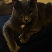 Dreco is registered to the contest to win money with this photo: cat, gray_cat, pet, animal, indoor, feline, relaxed, paw, closeup, portrait, clock, blurred_background, cozy, dark, soft_light, fur, whiskers, looking_at_camera, resting, household