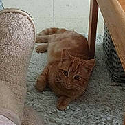 Garfield Junior participe au concours pour gagner de l'argent avec cette photo : cat, indoor, rug, furniture, wooden_chair, slipper, ginger_cat, pet, floor, cozy, relaxed, home, carpet, animal, resting, cute, whiskers, ears, paw, domestic