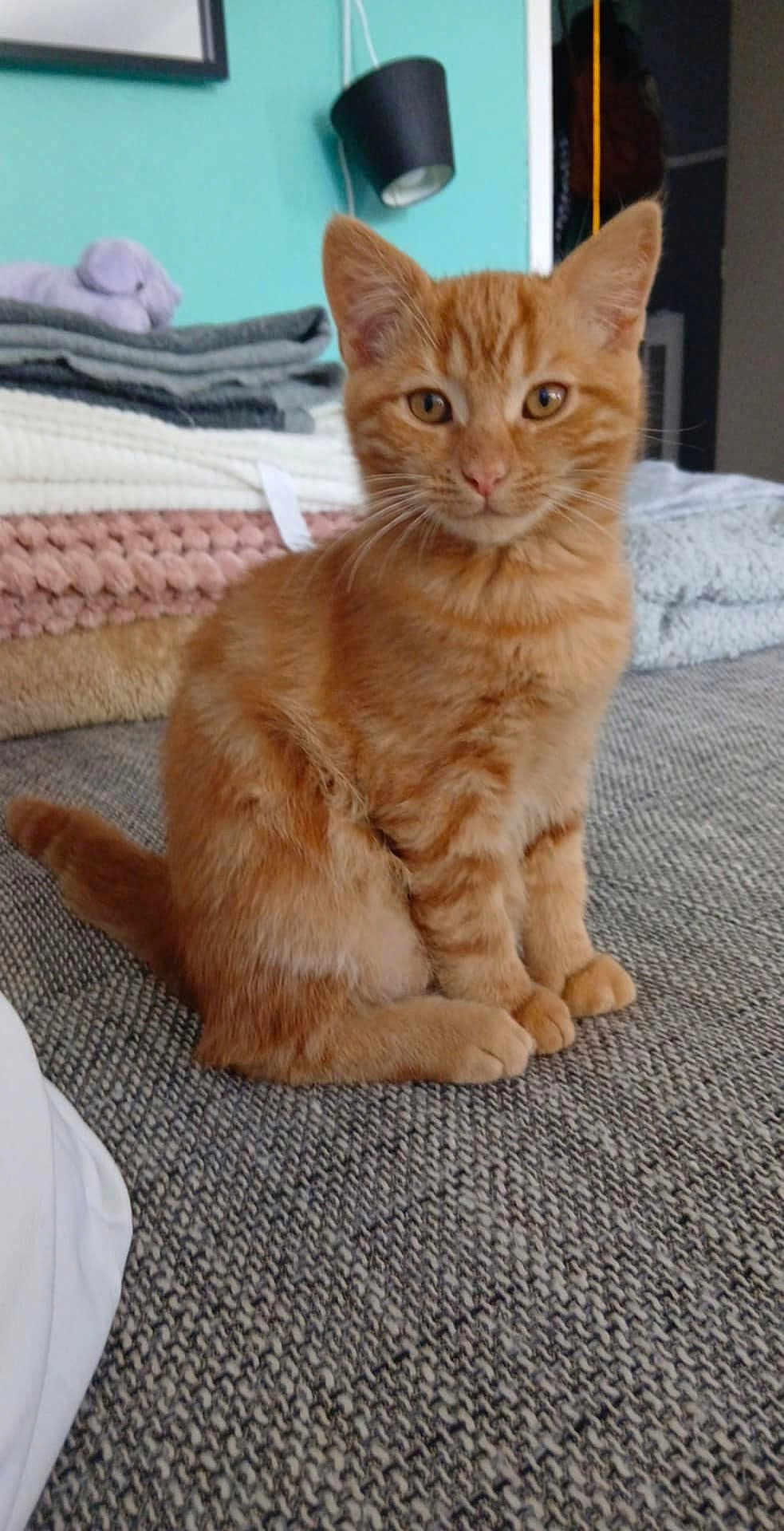 Garfield Junior participe au concours pour gagner de l'argent avec cette photo : cat, kitten, ginger_cat, orange_fur, sitting, carpet, blankets, folded_blankets, indoor, cozy, furniture, light_fixture, teal_wall, pet, animal, cute, whiskers, ears, alert, young_cat