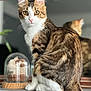 cat, tabby, white_paws, pink_nose, reflection, mirror, blurred_background, glass_dome, decor, indoor, feline, pet, animal, curious, sitting, fur, whiskers, tail, closeup, home