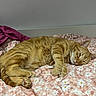 bed, bedding, blanket, cat, close_up, cozy, cute, daisy_print, domestic_cat, floral_pattern, fur, indoor, nap, orange_tabby, paws, pet, portrait, relaxed, sleeping_cat, whiskers